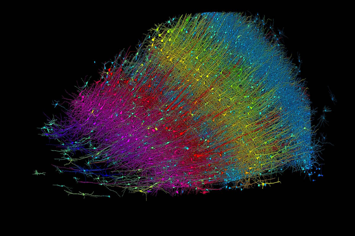 The brain as we’ve never seen it before: The most detailed map of neural connections ever drawn has been published