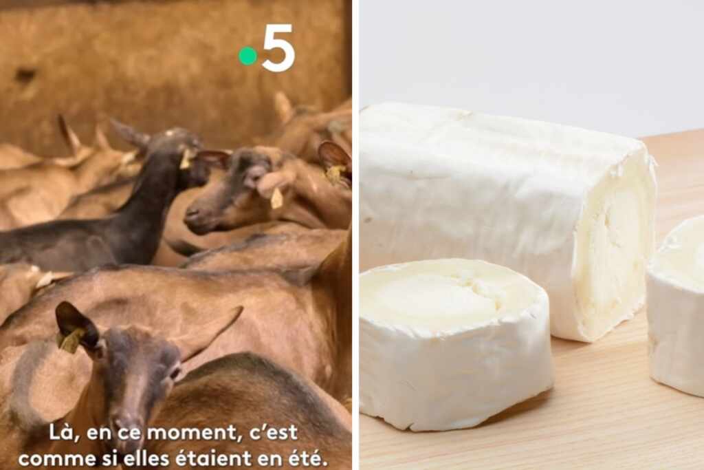 formaggio capra inchiesta francese
