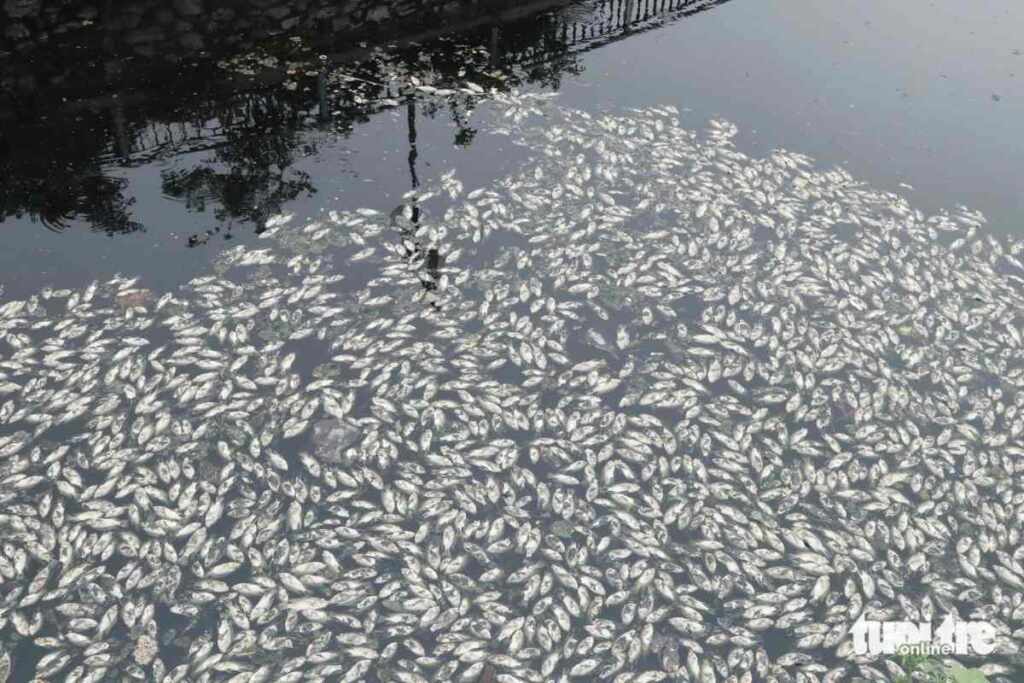 moria pesci vietnam