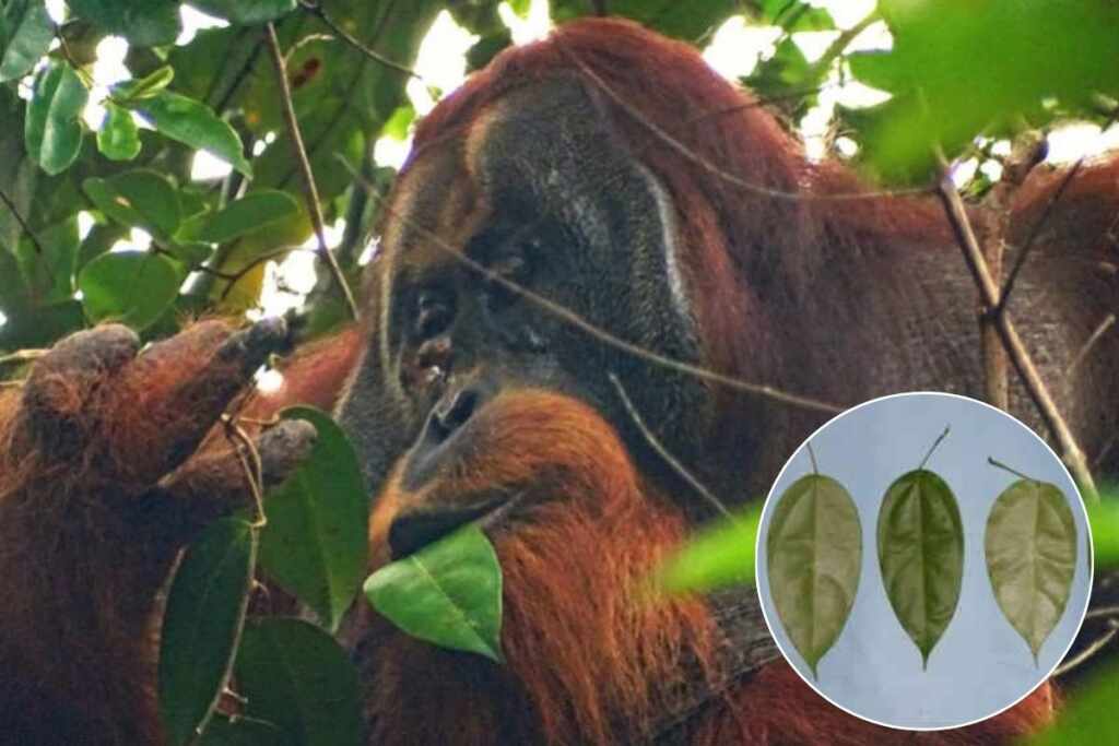 orango foglie
