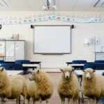 pecore scuola