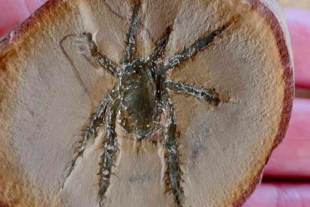 ragno fossile 308 milioni di anni
